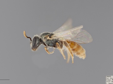 [Lasioglossum testaceum female thumbnail]